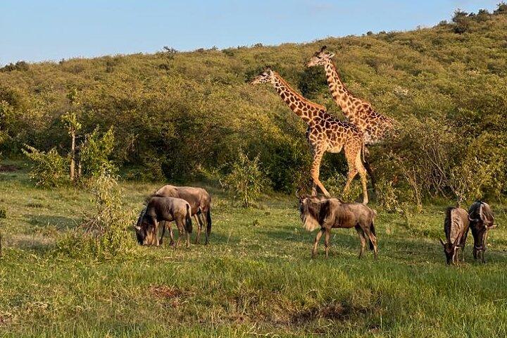 Karta över Maasai Mara