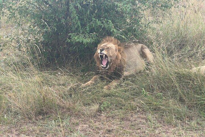 Maasai Mara Safari