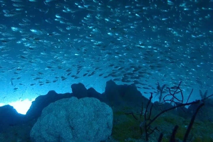 Diving in Kansai, Japan for License Holders