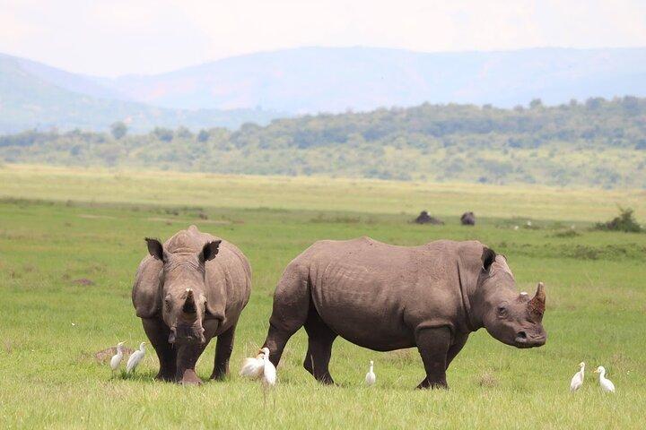 Akagera nationalparks guidade dagspass