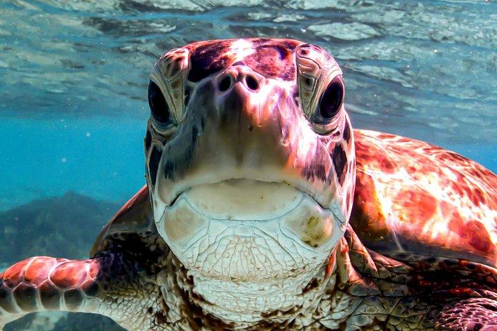 Private Bonaire Snorkeling Experience