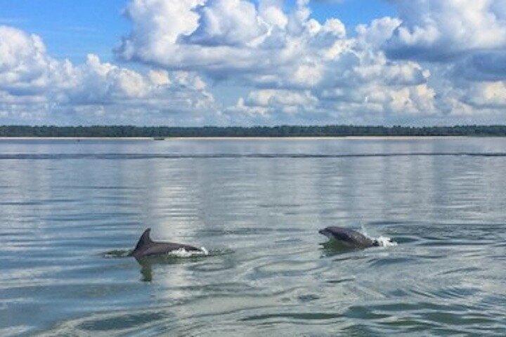 Privat försvinnande Island Dolphin Tour (upp till 6 passagerare)
