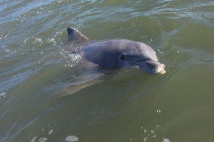 Privat försvinnande Island Dolphin Tour (upp till 6 passagerare)