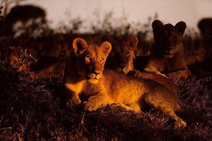 Night Game Drive dans le parc national de Nairobi