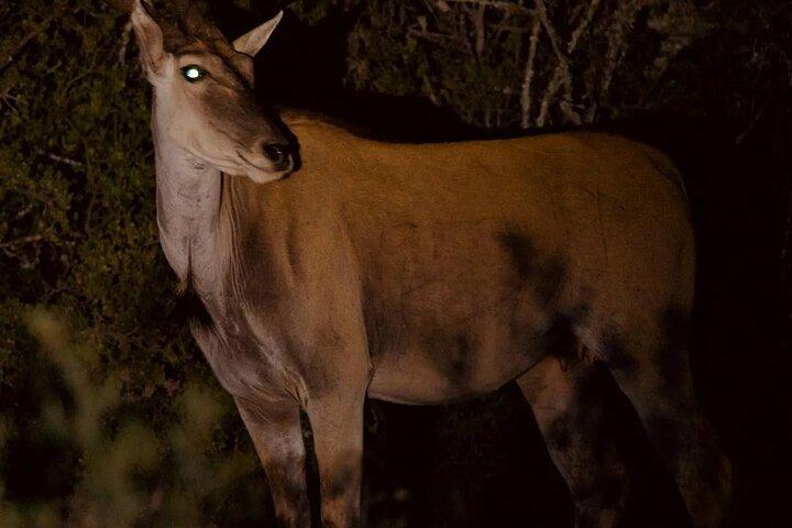 Night Game Drive dans le parc national de Nairobi