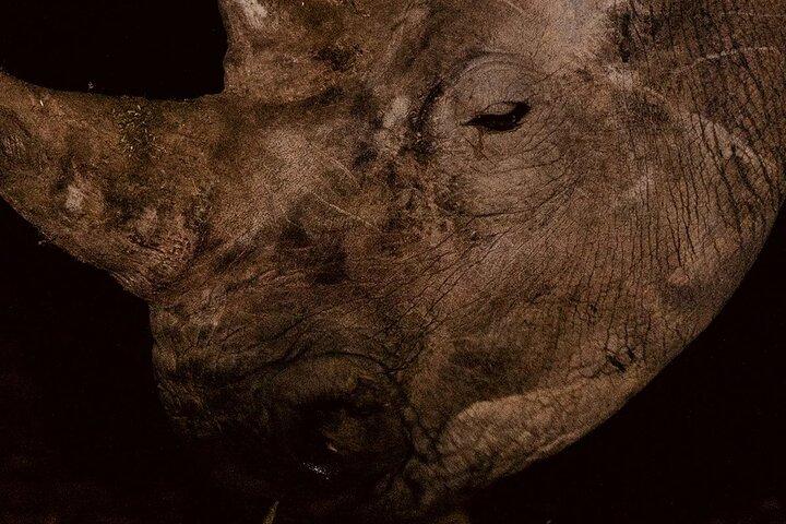 Night Game Drive dans le parc national de Nairobi
