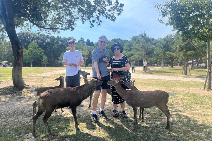 Tour di mezza giornata a Nara Scopri antichi templi e cervi amichevoli