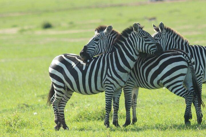 Wildebeest 3 giorni Masai Mara Landcruiser Jeep Safari