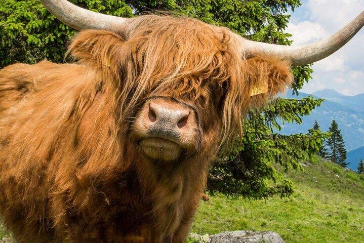 5-daagse Orkney-eilanden en NC500-tour vanuit Glasgow