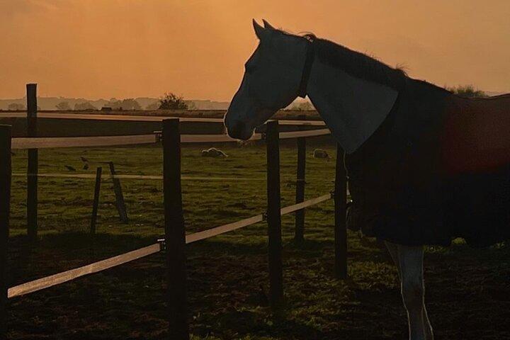 Paseos a caballo en Évora