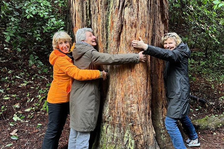 Privat Muir Woods Tour Via Luxury Tesla