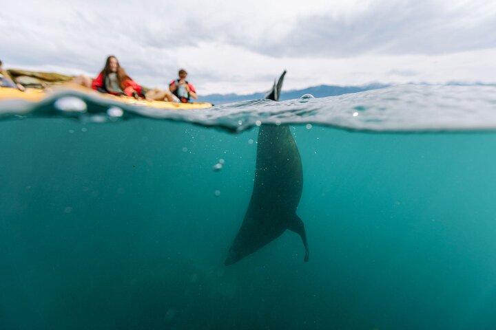 Tour in kayak al tramonto a Kaikoura
