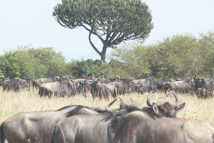 3 jours Maasai Mara Safari