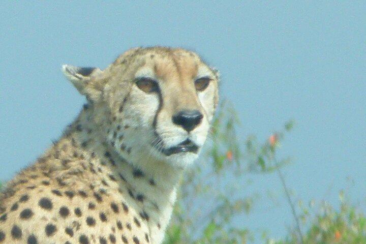 3 jours Maasai Mara Safari