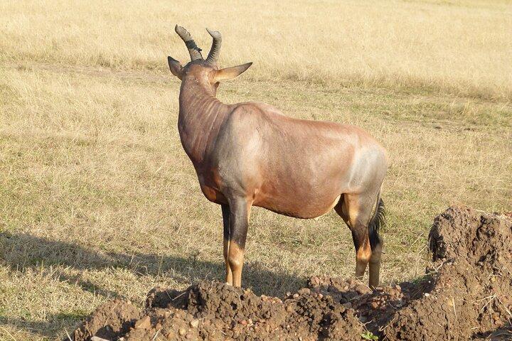 3 jours Maasai Mara Safari