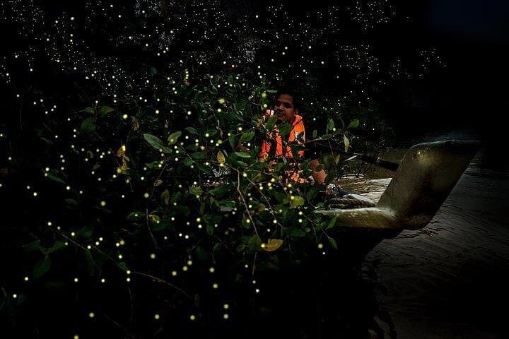 Mystical Nights: Fireflies & Blue Tears Adventure