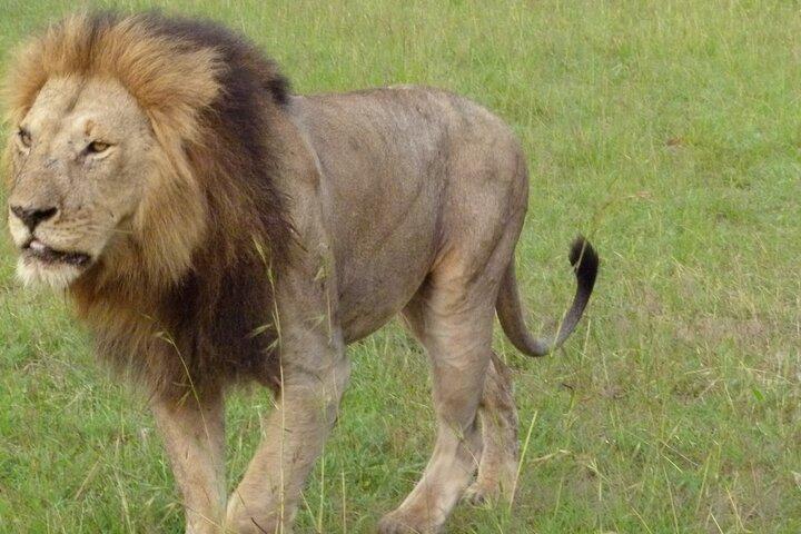 3 jours Maasai Mara Safari