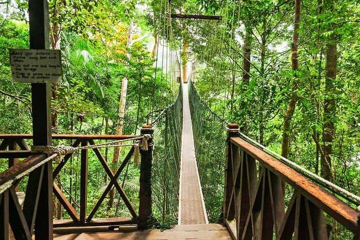 Jungle Odyssey : Entfessele dein Abenteuer in Taman Negara!