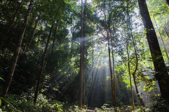 Jungle Odyssey : Libérez votre aventure à Taman Negara !