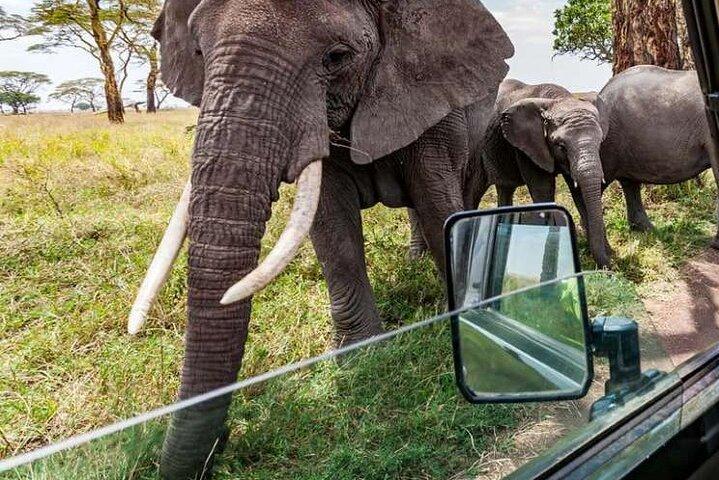 Viaggio di 7 giorni attraverso il Kenya un epico safari di lusso