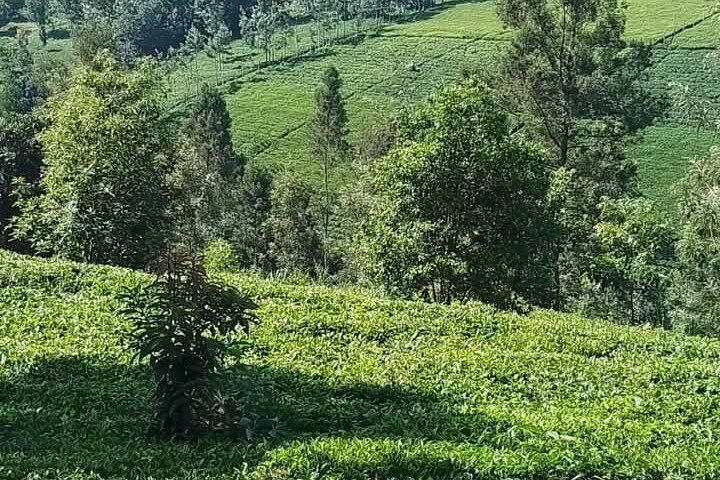 Visita della fattoria del tè di Limuru da Nairobi