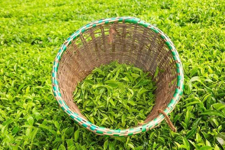 ナイロビからリムル茶農園訪問