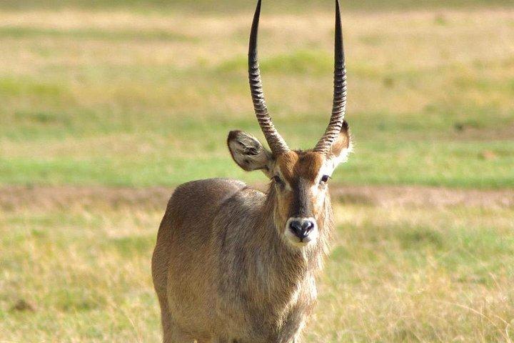アベルダーレ 、ナクル湖、マサイマラサファリ5日間