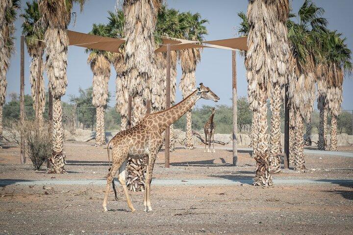 シャルジャサファリ: 他に類を見ないワイルドライフアドベンチャー