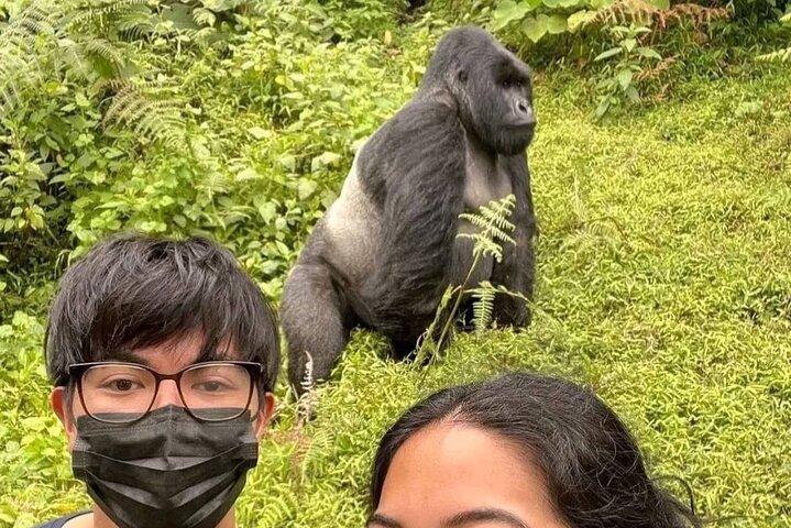 Ruanda Trekking di un giorno in gorilla nel Parco Nazionale dei Vulcani