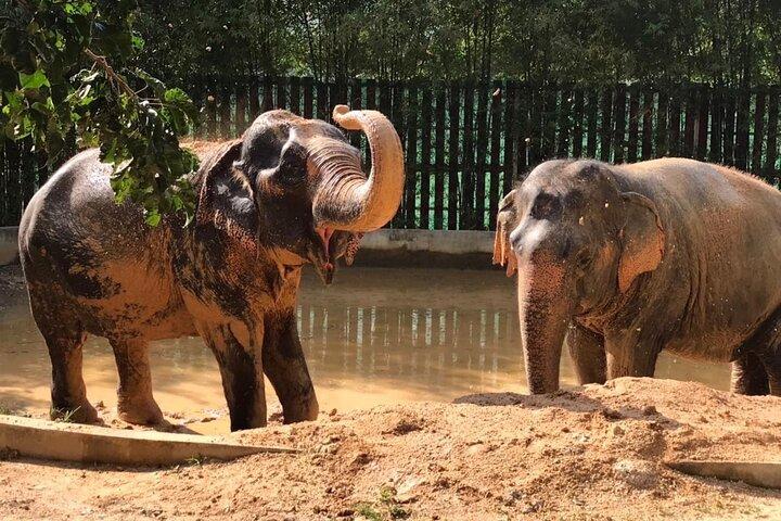 Halvdag elefanthemreservat i Samui
