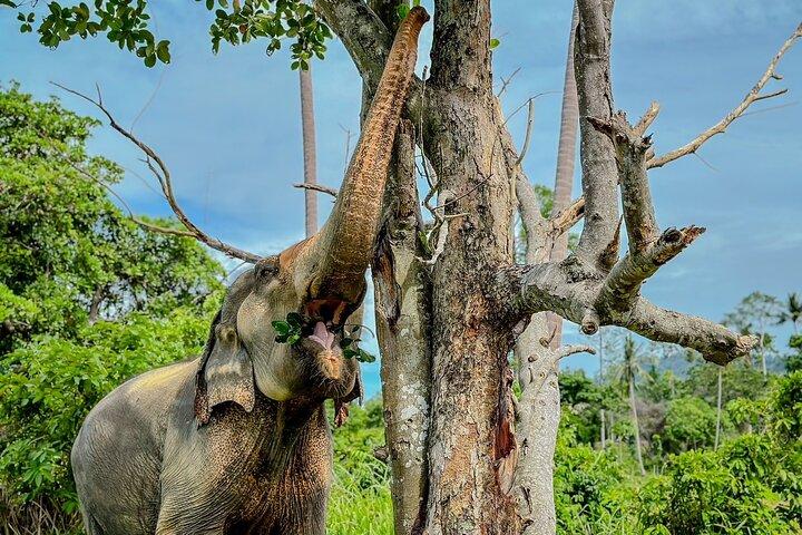 Halvdag elefanthemreservat i Samui