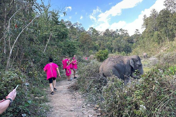 Chiang Mai Elephant Watch e Wang River Rafting