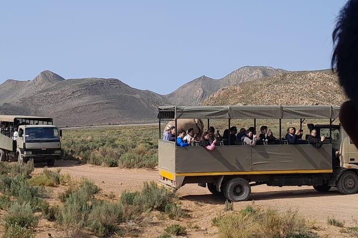 Cape Town Big Five Sunset Safari Ticket with transport Inclusiv