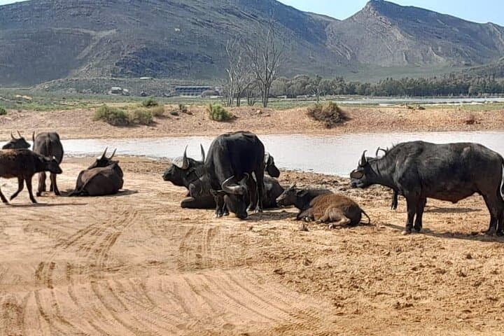 Cape Town Big Five Sunset Safari Ticket with transport Inclusiv