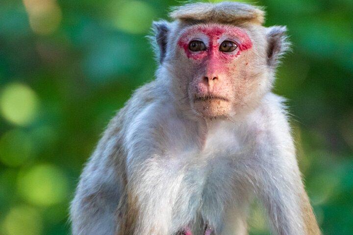 Sri Lanka Natural Explorer 14 jours tout compris