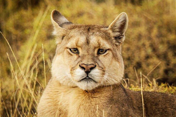 Safari Puma Tracking a Torres del Paine
