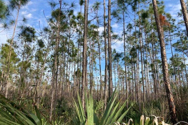 Everglades National Park: 3 Hikes + 90 minute Boat Tour + Lunch
