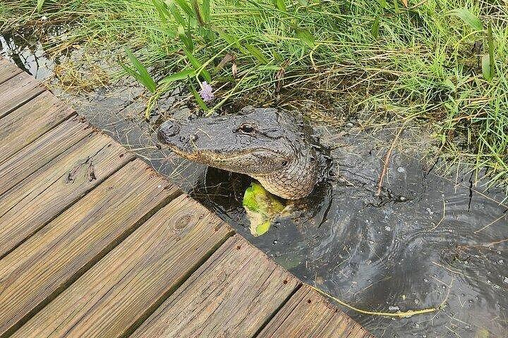 Everglades National Park Biologist Led Adventure: Cruise, Hike + Airboat