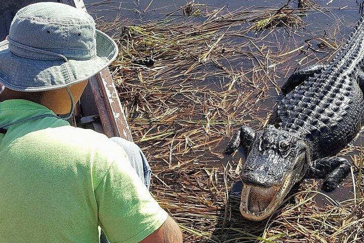 Halvdagstur i Everglades National Park og 1-timers luftbådtur