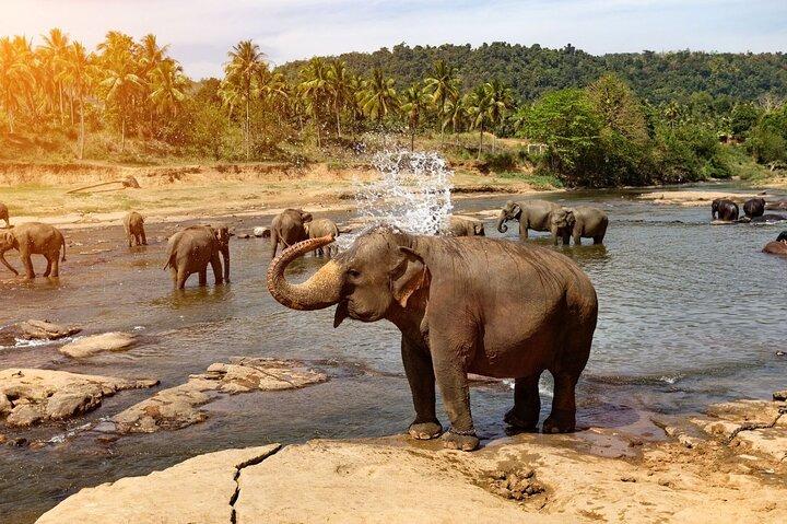 Från Colombo: Kandy och Pinnawala Heldagstur