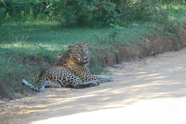 YALA SAFARI TOUR de Galle/Mirissa/Matara/Tangalle/Ella & More..