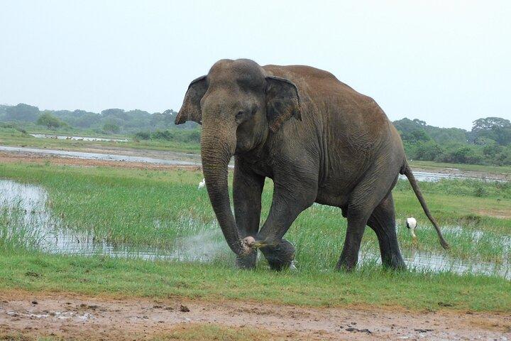 YALA SAFARI TOUR de Galle/Mirissa/Matara/Tangalle/Ella & More..