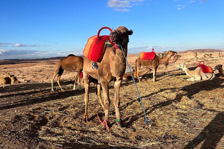 Agafay Desert Camel Ride with Sunset Dinner & Berber Show