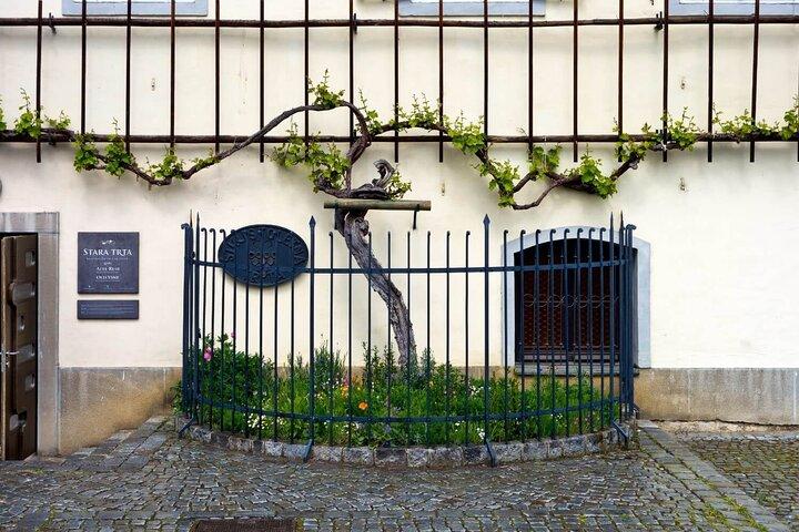 Maribor og Styria Tour med vinsmagning