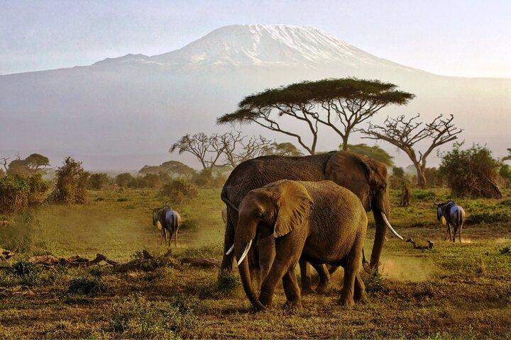 6 jours Masai Mara, lac Nakuru et Amboseli Budget Group Safari