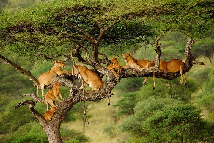 Safari privado de 5 días por el norte de Tanzania, con salida de Arusha