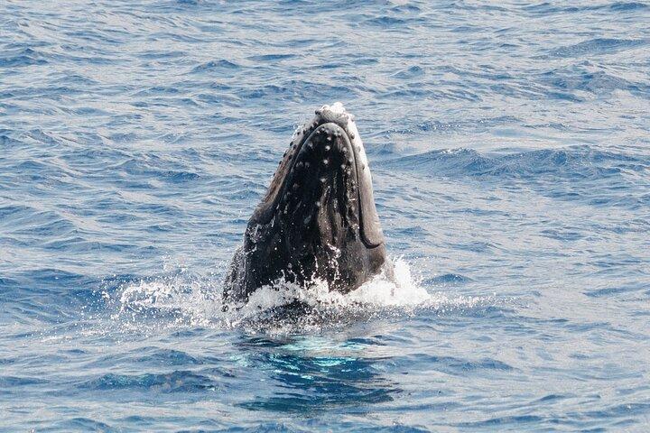 Tour di osservazione delle balene - Big Island, Hawaii