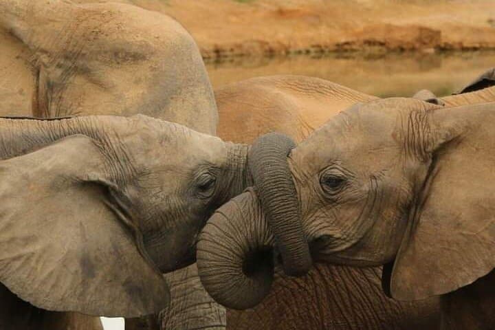 Multi Day Masai Mara Safari Adventure