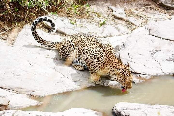 Multi Day Masai Mara Safari Adventure