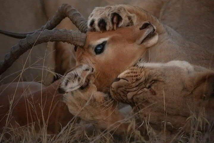 6 Days Magical Kenya Urban and Bush Safari Experience
